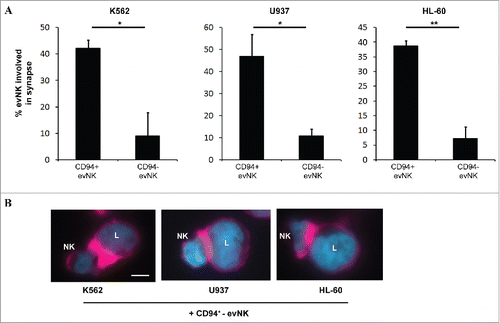 Figure 4. CD94-positive evNK are efficient to form immune synapses with target leukemic cells unlike CD94-negative ones. (A) Quantification of CD94-positive and CD94-negative evNK involved in immune synapse formation with K562, U937, and HL-60target cells. EvNK were sorted based on CD94 expression and CD94-positive and –negative evNK were subsequently co-cultured for 30 min with target leukemic cells. Results are means of 2 independent experiments and are expressed as percent of evNK cells involved in immune synapses/total evNK. *p < 0,05. (B) Representative illustration of immune synapse formation between K562, U937, or HL-60 leukemic cells and CD94+-evNK. Immune synapses are visualized by F-actin staining with rhodamine-phalloidine (purple). DAPI (blue) is used for nuclei labeling. Scale bars, 5 µm. L: leukemic cells; NK: NK cells.