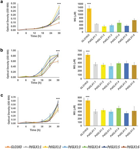 Figure 9. The growth of yeast mutant cells and the estimation of their MG content. The mutant GLO1 yeast cells genetically transformed with the yeast expression cassette pYES-DEST52-PdGLX1:1–6 and the empty vector pYES-DEST52 were grown in liquid Ura− SD galactose media in the presence of 500 µM MG (a), 700 µM H2O2 (b) and 500 mM NaCl (c). Asterisks (***) indicates p ≤ 0.001; mean ±SD, n = 3