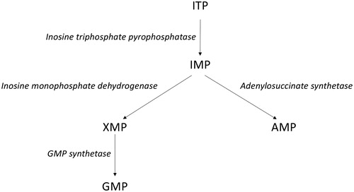 Figure 4. Inosine triphosphate (ITP) to guanosine monophosphate (GMP) and adenosine monophosphate (AMP) pathways.