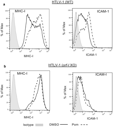 Figure 4. Pom increases MHC-I and ICAM-1 expression in WT HTLV-1 but not orf-I/P12 knockout HTLV-1-infected CD4+ primary T-cells. CD4+ primary T-cells infected with WT HTLV-1 (A) or orf-I knockout HTLV-1 (B) were treated with DMSO control (solid black line) or 1 µM pomalidomide (dashed line) for four days. Cells were then analyzed by flow cytometry for MHC-I (left panel) and ICAM-1 (right panel) expression. The isotype control is shown shaded in grey. Shown are representative results from two separate experiments for WT infected cells but only one experiment for orf-I knockout-cells due to limitation of available cells.