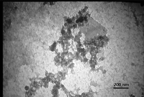 Figure 4. TEM image of CS/PRh nanocomposite.