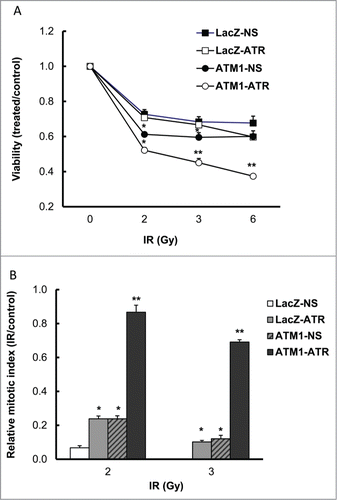 Figure 2. Simultaneous depletion of ATR and ATM in HME-CC cells (ATM1-ATR) results in (A) Synthetic lethality to γ-radiation (Viability was evaluated using CellTiter-Blue viability assay kit at 48 hr post treatment) and (B) Abrogation of IR-induced G2/M checkpoint (2 hr post treatment). Cell viability was estimated by comparing the fluorescent signal in irradiated samples to that in the time-matched control of the same cell line. Relative mitotic index was calculated by dividing the percentage of mitotic cells in the treated sample by the percentage of mitotic cells in its respective untreated sample. The data for LacZ-NS following 3 Gy of IR treatment is not showing in the graph because the measurement is 0, which means complete G2/M checkpoint arrest. Results are presented in mean ± SE (n = 3). *means significantly different from the wild-type (LacZ-NS) (P < 0.05); **means change in cell viability due to ATM/ATR double depletion is significantly greater than the sum of that due to ATM or ATR depletion alone (P < 0.05).