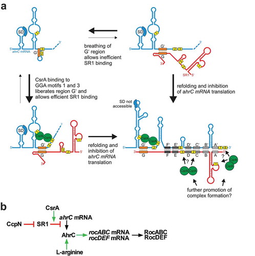 Figure 10. Function of CsrA in the SR1/ahrC mRNA system.(a) Working model on the mechanism of CsrA action. SR1 binds ahrC mRNA within 7 complementary regions (A-G). ahrC mRNA region G’ responsible for the initial contact is partially sequestered in a short stem loop structure. In the absence of CsrA breathing of the stem loop structure opens G’ and allows inefficient binding of SR1. The interaction with SR1 induces structural changes within ahrC mRNA which prevent translation initiation. The presence of CsrA increases the SR1 mediated repression of ahrC mRNA translation as it facilitates the SR1/ahrC mRNA interaction. Initial CsrA binding to GGA1* and 3* opens ahrC region G’ which allows a more efficient SR1 binding and, hence, a more efficient repression of ahrC translation. Binding of additional CsrA molecules to GGA2 and 3 in SR1 and other GGA*s in ahrC mRNA that could further promote complex formation or stabilize the SR1/ahrC mRNA complex is conceivable. Yellow boxes: GGA motifs (numbering according to Figure 1); orange box: initial SR1/ahrC interacting regions G and G’; grey boxes: additional SR1/ahrC interacting regions; green circle: CsrA. (b) Flow diagram representing the regulatory functions of CcpN, SR1, CsrA and AhrC. CcpN is a transcription factor that represses sr1 transcription under gluconeogenic conditions [Citation28–Citation30]. SR1 is a trans-encoded regulatory RNA that binds ahrC mRNA thus inhibiting translation [Citation7,Citation8]. AhrC is the transcriptional activator of the rocABC and rocDEF operons [Citation7,Citation27]. For its activity, it has to bind L-arginine [Citation27]. CsrA promotes the base-pairing interaction between SR1 and ahrC mRNA (see Fig. 10A).