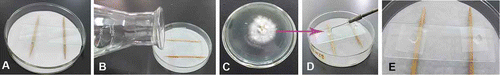 Figure 1. Slide culture technique to induce the formation of spores. (A) Sterilized filter paper, sticks, and slide. (B) Add sterilized water on the filter paper to maintain humidity. (C) A small amount of mycelia was inoculated on 0.5 mm × 0.5 mm PDA agar. (D) Cover a sterilized coverslip on the agar block, seal the petri dish, and incubate at the fungal growth temperature for 7–14 days. The coverslip was taken out and observed microscopically.