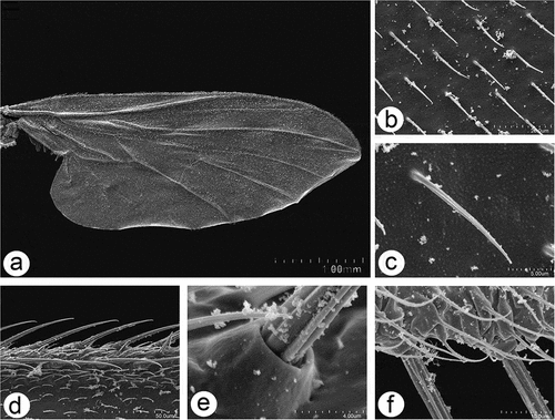 Figure 10. Scanning electron microscopy of Rhamphomyia aquila sp. nov. male detailing wing articulation. (a–c) Microtrichia wing membrane with wax layer; (d–f) long, ribbed chaetic sensilla present along wing edges.