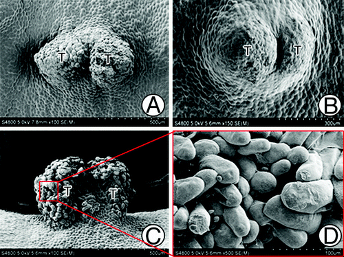 Figure 2. Abnormal tentpoles. (A) Two tentpoles initiated in one female gametophyte. (B) An extra tentpole originated from the base of a tentpole that had already formed. (C) Over-developed tentpole with highly specialized surface cells. (D) Magnified photo of (C), showing the finger-like surface cells. T, Tentpole.