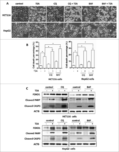 Figure 7. For figure legend, see page 639. Figure 7 (See previous page). Effect of autophagy inhibition on HDACIs-induced cell death. HCT116 cells were treated with TSA (0.5 μM), with or without chloroquine (25 μM) or BAF (25 nM) for 24 h. The concentration of TSA used for HepG2 cells was 1 μM. (A) Morphological changes of HCT116 and HepG2 cells with respective treatments were examined and photographed with an inverted microscope (Scale bar: 200 μm). (B) Cell pellets were subsequently collected and cell death was quantified using propidium iodide (PI) live exclusion staining. Statistical significance (*P < 0.05) is indicated in the bar chart. (C) Cells were then harvested for protein analysis. Cell lysates were resolved in SDS-PAGE and probed with specific antibodies against CASP3 and PARP1.