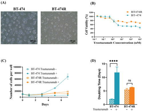 Figure 2. Confirmation of trastuzumab-resistance in BT-474R. (A) Morphology observed under a light microscope. BT-474R has a similar morphology as BT-474; (B) Cell viability in the presence of trastuzumab for 5 days (mean ± SD, three independent experiments, four wells per concentration each time); (C) Cell growth curves and (D) Doubling time in the presence or absence of 10 µg/ml trastuzumab. ****p < 0.0001. ns: no significant difference.
