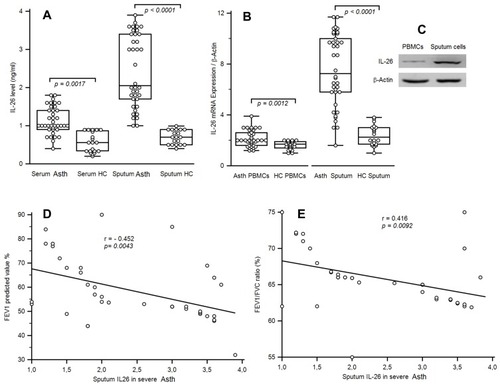 Figure 1 IL-26 Levels and IL-26 mRNA expression of asthmatic patients. (A) IL-26 was quantified by ELISA in the serum and in sputum fluid of 38 asthmatic patients and 20 healthy controls (HC). (B) Levels of IL-26 mRNA expression in sputum mononuclear cells and in the peripheral blood lymphocytes (PBMCs) from 38 severe asthmatic patients compared with those from 20 HC. Results are depicted as box plots, with median values, 25th and 75th quartile and the range of values. Each symbol represents an individual patient. Horizontal lines indicate median values. Mann–Whitney U-test and associated p values are indicated. (C) The protein expression of IL-26 was analyzed by Western blot analysis. β-actin served as the standard. (D, E) Correlations between sputum IL-26 and the pulmonary function tests, including forced expiratory volume in 1 s (FEV1) and FEV1/FVC ratio. Pearson test has shown significant negative correlations between cytokines levels and FEV1 and FEV/FVC ratio.