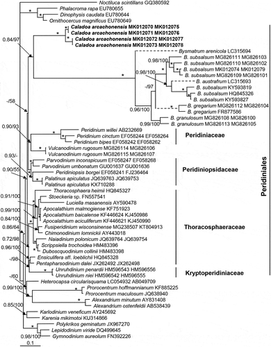 Fig. 35. Phylogeny of Caladoa inferred from concatenated SSU and partial LSU rDNA sequences using Maximum likelihood (ML). New sequences are indicated in bold. Branch lengths are drawn to scale, with the scale bar indicating the number of nucleotide substitutions per site. Numbers on branches are statistical support values to clusters on the right of them (left: ML bootstrap support (BS) values; right: Bayesian posterior probabilities (BPP)). Bootstrap support values >50% and Bayesian posterior probabilities above 0.7 are shown. Asterisk indicates maximal support (ML BS = 100% and BPP = 1.00).