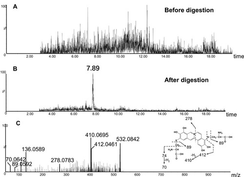 Figure 11 Identification of metabolites A6: BRB-treated mouse liver homogenates were proteolytically digested, followed by LC-MS/MS analysis. Extracted ion chromatogram of A6 obtained from LC-Q-TOF/MS before (A) or after exhaustive proteolytic digestion (B); MS/MS spectrum of A6 (C).
