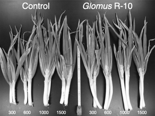 Figure 1. Shoot growth of Allium fistulosum inoculated with or without arbuscular mycorrhizal fungi Glomus R-10 and grown in soil containing for levels (300, 600, 1,000 and 1,500 mg P2O5 kg−1) of soil P 167 days after sowing.