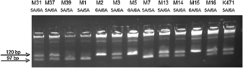 Figure 1. Agarose gel electrophoresis for genotyping for MMP3 -1171insA polymorphism.