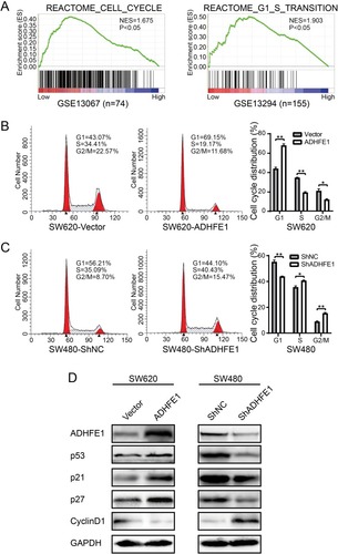 Figure 3 ADHFE1 modulates cell cycle progression. (A) GSEA analyses of the “REACTOME_CELL_CYCLE” and “REACTOME_G1_S_TRANSITION” gene sets in the low versus high expression group of ADHFE1 in CRC. (B and C) Flow-cytometry analyses of the cell cycle progression in the indicated CRC cells. Error bars represent the means ± SD from three independent experiments. *p<0.05, **p<0.01. (D) Western blot analyses of p53, p21, p27 and CyclinD1 in the indicated cells. GAPDH was used as a loading control.