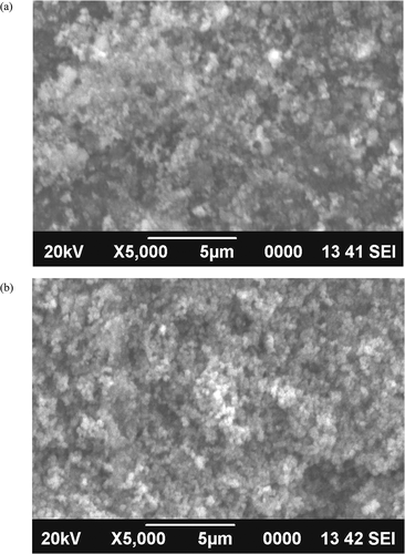 Figure 2. SEM of green synthesized selenium nanoparticles from various parts of Blumea axillaris plant [(a) B. axillaris stem extract synthesized and (b) B. axillaris root extract synthesized].