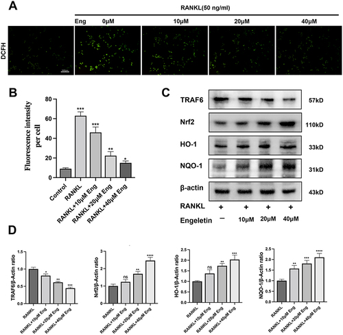 Figure 5 Eng inhibited RANKL-induced ROS activation and increased the expression of ROS scavenging enzymes. (A) RAW264.7 cells were induced with RANKL (50 ng/mL) and different concentrations of Eng (10, 20,40 μM) for 48 h, and then incubated with 5 μM DCFH-DA in the dark for 30 min. The fluorescence of DCF was observed under a laser confocal microscope. Scale bar = 300μm. (B) Quantification of DCF fluorescence intensity in an average per cell. (C) RAW264.7 were stimulated with RANKL (50 ng/mL) and different concentrations of Eng for 48 h. Representative Western blotting images of the effects of Eng on Nrf2, HO-1 and NQO-1 expression. (D) Quantification of the ratios of band intensity of Nrf2, HO-1, and NQO-1 relative to β-actin. All bar charts are presented as mean ± SD; n=3. *P<0.05, **P<0.01, ***P<0.001, ns: not statistically significant, vs RANKL group.