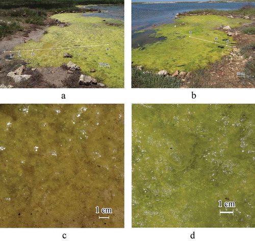 Fig. 2. (a-d) The floating Cladophora mat in the shallow sampling area of Lake Chersonesosskoye. Numbers 1–7 indicate the sampling sites in 2018