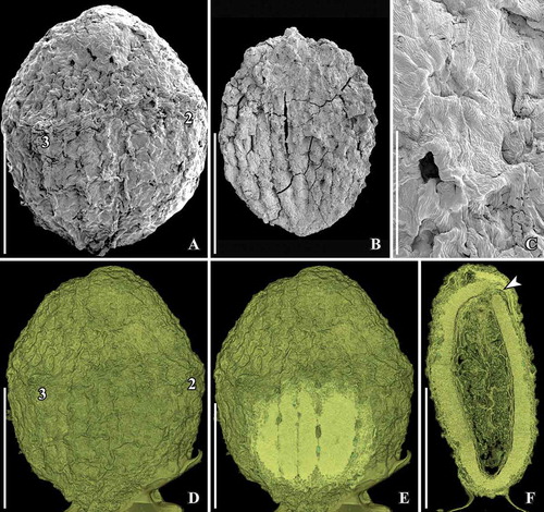 Figure 5. SEM (A–C) and SRXTM images (volume renderings D–F) of Canrightiopsis crassitesta gen. et sp. nov. Fruits, from the Early Cretaceous Catefica locality, Portugal. A, D. Holotype, view showing two of three stamen scars (numbered 2–3) borne on a slightly raised rim and wrinkled surface of fruit wall (S174311; sample Catefica 343). B. Strongly compressed and abraded fruit with enclosed foveolate seed exposed (S122089; sample Catefica 342). C. Detail of holotype showing epidermal cells with stomata-like structures representing ethereal oil cells and wrinkled cuticle. E, F. Volume renderings of holotype cut longitudinally (E: tangential, F: through middle of seed) showing foveolate surface of endotesta (E) and thick endotesta and vascular supply for chalaza (F, arrowhead). Scale bars – 500 µm (A, B, D–F), 100 µm (C).