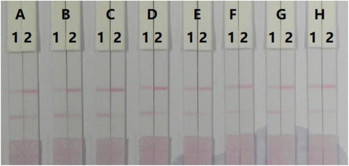 Figure 5. Result of optimisation 8 kinds of surfactant in 0.01 M PBS. (A) PVP, (B) PEG, (C) BSA, (D) Sucrose, (E) Tween-20, (F) Brij-30, (G) Triton X-100, and (H) Rhodasurf® On-870. (1) 0 ng/mL, and (2) 50 ng/mL.