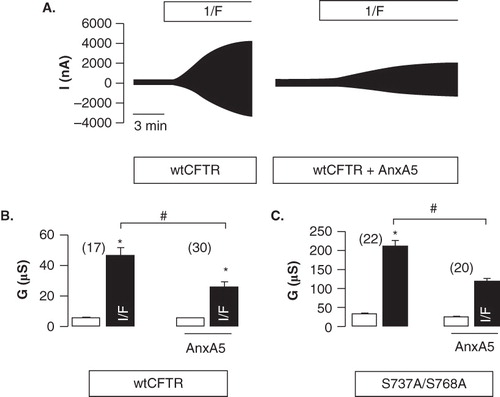 Figure 1. AnxA5 inhibits CFTR in Xenopus oocytes. (A) Original traces of the whole-cell current and (B) Summary of whole-cell conductances activated upon stimulation with IBMX and forskolin (I/F, 1mM, 2μM) of oocytes expressing CFTR in the absence (left) or presence (right) of co-expression AnxA5. A reduction in whole-cell conductance was observed when AnxA5 was co-expressed. (C) The inhibitory effect of AnxA5 on whole-cell currents is equally observed in oocytes expressing the CFTR-mutant S737A/S768A. Open bars indicate the conductance before stimulation, i.e., in the absence of I/F. Mean ± SEM, n = number of experiments. Indicates significant activation of whole-cell conductances by I/F (paired t-test). #Indicates significant difference from cells lacking expression of AnxA5 (unpaired t-test).