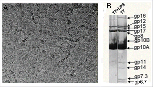 Figure 1. (A) Cryo-EM micrograph showing T7 phages attached to LPS layers during the ejection reaction.Citation11 (B) Denaturing gel electrophoresis of T7 phages before (right) and after (left) incubation with rough LPS.Citation11