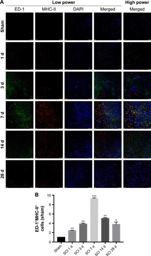 Figure 7 Double staining of ED-1 and MHC-II were used to investigate the microglial activation.