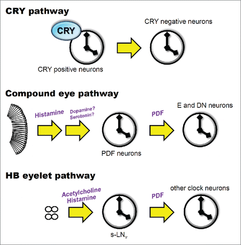 Figure 2. Three light-input pathways to the Drosophila clock. CRY is expressed in many clock neurons, which transmit light information to CRY-negative clock neurons. Histamine, dopamine, and serotonin have been suggested as neurotransmitters that convey light inputs from the compound eyes. The HB eyelets use acetylcholine and histamine as neurotransmitters and directly target the PDF neurons. PDF plays a role in intercellular communication between the PDF neurons and other clock neurons that express the PDF receptor.