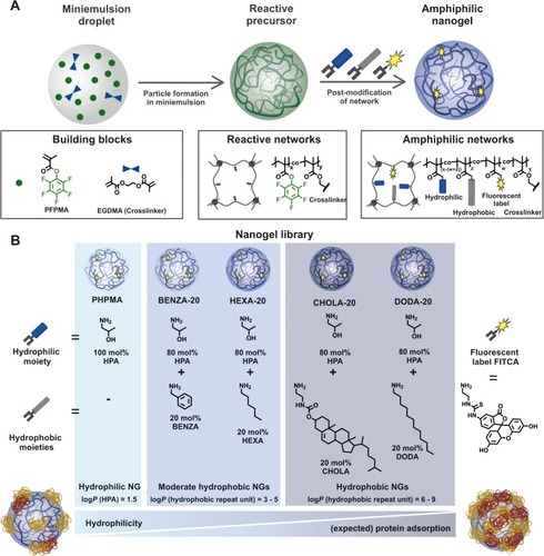 Figure 1 A reactive precursor particle approach gives access to a NG library with varying hydrophobicity and similar colloidal features.Notes: Schematic synthesis of the NGs is depicted (A) based on precursor particles being subsequently amine functionalized (B). We used HPA that translates to PHPMA and four modified variants that each contained 80 mol-% HPA and 20 mol-% of a different hydrophobic group, ie hexylamine (HEXA-20), benzylamine (BENZA-20), linear dodecylamine (DODA-20) as well as an amine functionalized cholesteryl group (CHOLA-20).Abbreviations: NG, nanogel; NGs, nanogels; HPA, 2-hydroxypropylamine; PHPMA, poly(N-(2-hydroxypropyl)methacrylamide); FITCA, amine functionalized fluorescein; EGDMA, ethylene glycol dimethacrylate.