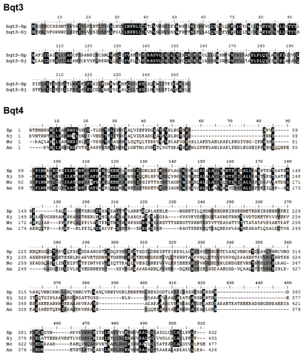 Figure 3 Homologues of Bqt3 and Bqt4 in fungi. Comparison of amino acid sequences of Bqt3 and Bqt4. Identical residues are dark shaded with white letters and conserved residues are light shaded. Species: Sp, Schizossacharomyces pombe; Sj, Schizossacharomyces japonicus; Nc, Neurospora crassa; An, Aspergillus nidulans. Gene ID: Sj bqt3 (SJAG_05226), Sj bqt4 (SJAG_01263), Nc bqt4 (NCU06560) and An bqt4 (AN0162.2).