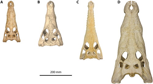 Figure 17. Skulls of extant Crocodylus from Australasia. A, Crocodylus novaeguineae, QMJ5332, skull in dorsal view. B, Crocodylus halli, UF 145927, digital model of the skull in dorsal view (downloaded from MorphoSource https://www.morphosource.org/concern/media/000039626). C, Crocodylus johnstoni, QMJ58446, skull in dorsal view. D, Crocodylus porosus, QMJ48127, skull in dorsal view.