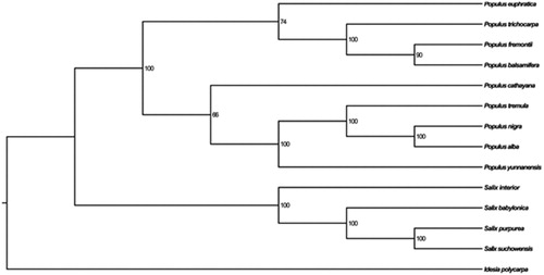 Figure 1. The phylogenetic tree based on the 14 complete chloroplast genome sequences. Accession numbers: Populus euphratica NC_024747, Populus trichocarpa F489041, Populus fremontii NC_024734, Populus balsamifera NC_024735, Populus cathayana KP729175, Populus tremula KP861984, Populus alba AP008956, Populus yunnanensis KP729176, Salix interior NC_024681, Salix babylonica NC_028350, Salix purpurea NC_026722, Salix suchowensis KM983390, I. polycarpa KX229742.