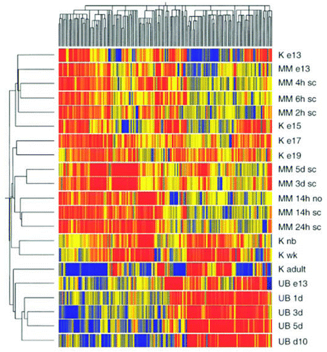 Figure 10 Clustergram showing the grouping of differentially expressed genes from cultures of isolated UB and isolated MM together with genes from whole kidney development data. The genes were clustered in two dimensions according to their gene expression. Designations on the right side of cluster-gram refer to the tissue from which the genes were identified. Abbreviations are: K, kidney; e13, e15, e17, e19, day of embryonic gestation; nb, newborn; wk, 1 week postpartum; sc, spinal cord; no, no spinal cord. Red represents upregulated; blue represents downregulated. (From ref. Citation36).