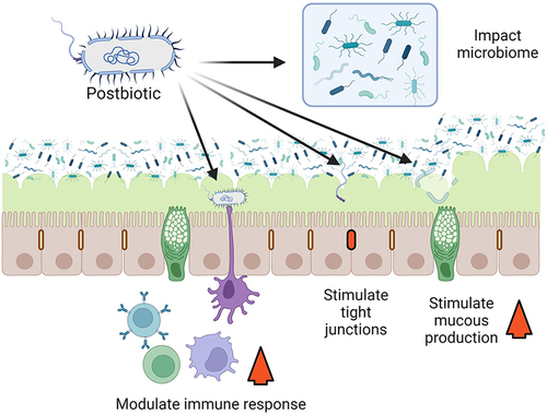 Figure 1. Postbiotic mechanism of action. Postbiotics could act in many ways, four of which are illustrated here. Postbiotics could enhance barrier function, through the stimulation of tight junctions, or by stimulating mucous production. Postbiotics could also act through changes in the microbiome and could modulate the immune response. Created with BioRender.