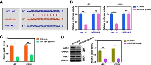 Figure 4 WEE1 was targeted by miR-526b-3p at its 3ʹ-UTR. (A) The predicted binding site through “starBase”. (B) The luciferase activities of U251 and LN299 cells were examined by dual-luciferase reporter assays. (C and D) Transfection of miR-526b-3p mimics reduced the mRNA or protein levels of WEE1 in U251 and LN299 cells which were assessed by qRT-PCR or Western blot, respectively. **P<0.01.Abbreviations: miR-526b-3p, microRNA-526b-3p; qRT-PCR, quantitative real-time polymerase chain reaction; NC, negative control; 3ʹ- UTR, 3ʹ-untranslated region.