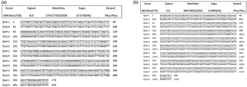 Figure 3. (a) The 100% identity sequence of OvisariesGDF9 genes (sequence ID: HE866499.1); (b) The 100% identity sequence of OvisariesBMP15 gene (sequence ID: KT853038.1).