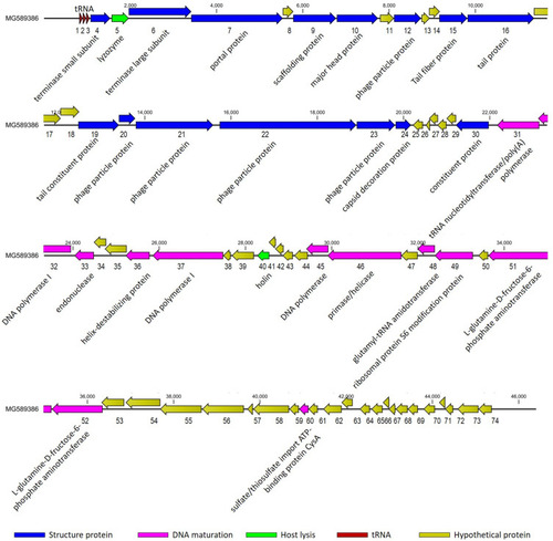 Figure 3 Genomic map of vB_PaeP_PA01EW. The genome map was performed using the CLC Main Workbench, version 6.1.1 (CLC bio, Aarhus, Denmark). The genome is schematically presented with predicted ORFs indicated by arrows; the direction of the arrow represents the direction of transcription. Blue arrows, phage structural proteins; purple arrows, DNA regulation module; red arrows, tRNA; green arrows, host lysis, yellow arrows, hypothetical proteins.