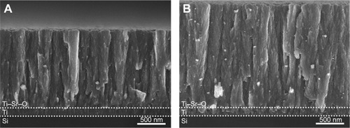 Figure 4 SEM images of the two basis coatings deposited onto Si wafer substrates.Notes: The intermediate Ti binding layer and Ti–Sr–O layer are indicated by the dotted lines: (A) 1,500 nm Ti–Sr–O coating. (B) 2,000 nm Ti–Sr–O coating. The morphology of the two coatings appears highly similar, having a column-like structure. Moreover, the structure appears granular and porous, and this has been found to be a key feature in relation to obtaining the desired Sr release characteristics.Abbreviation: SEM, scanning electron microscopy.
