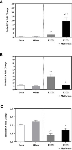 Figure 3 mRNA expression of three members of apoptotic BH3 domain-only proteins that bind and regulate the anti-apoptotic Bcl-2 proteins in PBMC of lean, obese, T2DM, and T2DM on metformin: (A) Bad; (B) Bid; and (C) Bim. Results are presented as mean ± S.E.M. *P < 0.05 vs lean subjects; σP < 0.05 vs obese subjects; δP < 0.05 vs T2DM subjects.