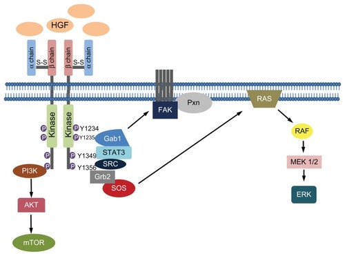 Figure 1 c-MET/HGF pathway.