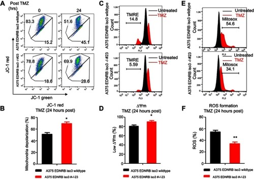 Figure 4 Resistance of EDNRB isoform 3-depleted cells to TMZ that accompanied lower mitochondrial depolarization and reduced formation of ROS. (A) Scatter plots of JC-1 staining for mitochondria membrane potential as measured through JC-1 staining. (B) Quantification of cells with depolarized mitochondria as monitored by JC-1 red fluorescence intensities. (C) Representative flow cytometry plot of untreated and TMZ-treated cells stained with TMRE to monitor mitochondria membrane potential (ΔΨm). (D) Percentage of cells with low TMRE staining, indicative of reduced mitochondrial ΔΨm after treatment with TMZ. (E) Quantification of ROS formation by mitochondrial superoxide indicator MitoSox Red. (F) Percentage of cells with increased MitoSox fluorescence intensities indicating high levels of ROS. Bars for all graphs represent the mean of at least three independent experiments. *p<0.05; **p<0.01.