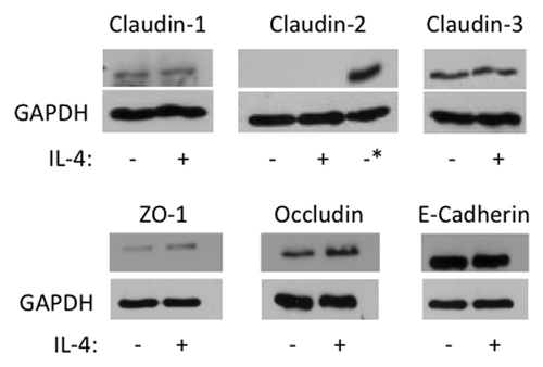 Figure 4. IL-4 does not induce claudin- 2 expression or major changes in AJC protein expression. 16HBE cells were incubated without (-) or with (+) IL-4 (50 ng/ml) for 72 h, and then whole cell lysates were analyzed by western blot for expression of the indicated junctional proteins. GAPDH was used as lane loading control. The asterisk in the Claudin-2 immunoblot represents lysates from Caco-2 cells used as a positive control. Results are from one experiment in representative of n = 2−3.
