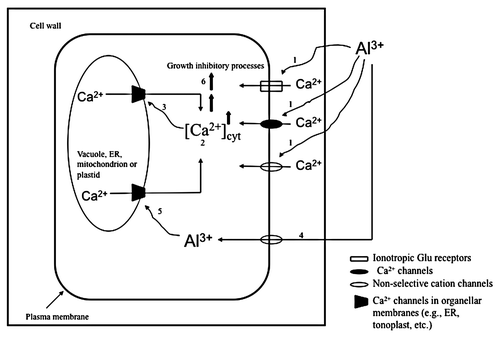 Figure 1 A model that describes a possible mechanism and sequence of events that lead to the [Ca2+]cyt transients and inhibition of root growth. (1) Al3+ interacts with Ca2+ channels in the plasma membrane of root cells in the root transition zone. The Ca2+channels open and external Ca2+ enters the cytosol. (2) [Ca2+]cyt rises producing the first peak of the biphasic [Ca2+]cyt signature. (3) Increased [Ca2+]cyt activates internal Ca2+ channels located in membranes of internal Ca2+ stores (e.g., tonoplast, ER, mitochondria or plastids) producing the second peak of the [Ca2+]cyt signature. (4) Al3+ permeates the PM through Ca2+- and non-selective cation channels. (5) Al3+ opens internal Ca2+ channels in the tonoplast, ER, mitochondria or plastids and as a result more Ca2+ is released into the cytosol. (6) The overall [Ca2+]cyt elevation stimulates mechanisms that inhibit root growth.
