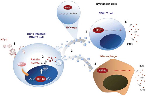 Figure 2. Proposed role of HIF-1α in the inflammatory effects in HIV infection.HIV-1 infection of CD4 + T cells [Citation1] triggers HIF-1α activity, which promotes the transcription of Rab22a and Rab27a [Citation2], thus favouring intracellular trafficking routes involved in EV secretion [Citation3]. Released EVs, in turn, promote HIF-1α activity in target cells [Citation4], probably by delivering HIF-1α protein, or a lncRNA that stabilizes HIF-1α mRNA by preventing its degradation. Induction of HIF-1α in EV-recipient CD4 + T cells and macrophages is required for secretion of pro-inflammatory cytokines [Citation5]. Thus, HIF-1α and EVs coordinately promote inflammation during HIV infection.