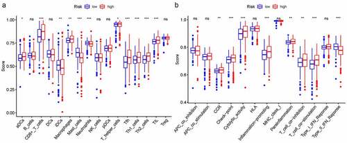 Figure 8. The relationship between immune status and risk scores with ssGSEA. A. immune function; B. immune cells