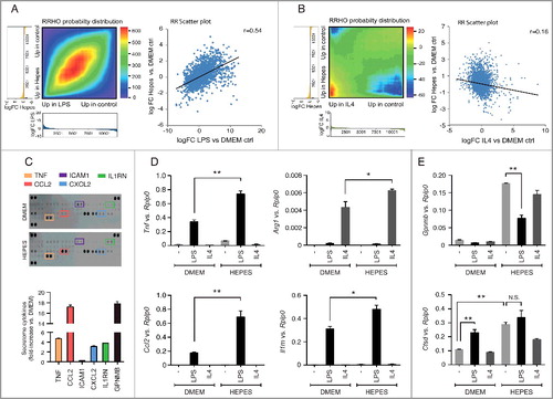 Figure 4. HEPES affects host-immune gene programs in RAW macrophages. (A-B) Rank-rank hypergeometric overlap (RRHO) analysis comparing the gene ranking (log FC) affected by HEPES (relative to DMEM) to an (A) M1 polarization state induced by LPS (100 ng/ml), or an (B) M2-specific state induced by IL4 (50 ng/ml). Pixel values in the RRHO map represent the log10-transformed hypergeometric overlap of subsections of 2 ranked gene lists (step size 100 genes). Red values indicate a higher than expected number of overlapping genes in the subsections, and blue values signify a lower than expected overlapping gene number. Below the heatmaps, the metric values (log FC) used for the differential expression levels are plotted in a bar graph along x- and y-axes. A scatter plot (A-B) of the datasets is shown for comparing the RRHO map to a standard metric of correlation (Pearson). The RRHO result and Pearson correlation coefficient reflect a similar relationship. (C) Cytokine array blots on culture media derived from DMEM or DMEM+H-grown cells for 24 h. Secreted cytokines and chemokines in culture media were detected using a Mouse Cytokine Array kit and quantified with the Odyssey V3.0 software (fold-increase relative to DMEM ctrl). Secreted GPNMB levels were measured as a positive control. (D-E) RT-PCR analysis of the specified (D) M1- and M2-specific markers and (E) MiT/TFE target genes in RAW cells grown in DMEM or DMEM+H for 24 h and pulsed with either vehicle Ctrl (-), LPS (100 ng/ml) or IL4 (50 ng/ml) for another 24 h. Gene expression was normalized to Rplp0. Values are expressed as mean ± SEM, n = 3-4 in A-E. *P < 0.05, **P < 0.01. N.S., nonsignificant.