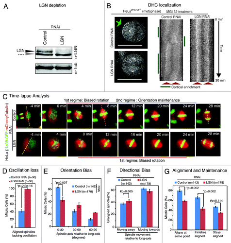 Figure 3. LGN controls spindle rotation speed but not directional bias in rotation (A) Immunoblot of cell lysates treated with LGN RNAi or control RNAi as indicated were probed with antibodies against LGN and tubulin. Grey arrow (****) refers to nonspecific band. (B) Single-plane live cell images (left) and their kymographs (right) of HeLaDHC-GFP cells treated with LGN or control siRNA as indicated. DHC-GFP at cell cortex marked with green arrow. Scale bar = 20 μm refers to indicated panel alone. Other images are cropped 40% to highlight the spindle. Kymographs showing DHC-GFP levels at spindle poles and cell cortex along pole-to-pole axis are generated from flattened time-lapse Z stacks, acquired once every minute, of cells treated with LGN or control siRNA. Spindle pole location (red arrows) and DHC-GFP enrichment at cell cortex (green lines) are marked. (C) Time-lapse images of control or LGN siRNA-transfected HeLaHis2B-GFP; mCherry-Tub cells undergoing cell division. Dashed lines indicate interphase long-axis (yellow), first alignment along long-axis (pink) and final spindle orientation axis (blue). Scale bar = 20 μm. (D) Graph of percentage of mitotic cells with no spindle oscillation in cells treated with control or LGN siRNA as assessed from time-lapse movies of HeLaHis2B-GFP; mCherry-Tub cells. (E) Frequency distribution of final orientation angles (spindle-axis relative to long-axis) in cells treated with control or LGN siRNA (n = 3 experiments). (F) Bar graph showing percentage of spindle movements toward or away from the long-axis, when spindle-axis was at least 30 degrees away from long-axis, in cells treated with siRNA as indicated. (G) Bar graph showing percentages of spindles that aligned within 30 degrees of long-axis at some point, at anaphase and maintained alignment after first alignment in cells treated with control or LGN siRNA. Error bars represent SEM from 3 independent experiments. P values are obtained using proportion test. Symbols # and * refer to insignificant and significant differences, respectively.