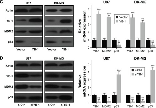 Figure 2 YB-1 mediates glioma cells response to TMZ.