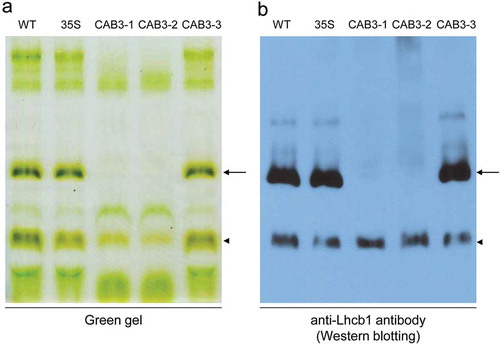 Figure 5. Representative native green gel electrophoresis and Western blot analyses of thylakoid membrane-enriched fraction from No-0 wild-type (WT), 35S::pBVR3, CAB3::pBVR1 [CAB3-1], CAB3::pBVR2 [CAB3-2], and CAB3::pBVR3 [CAB3-3] lines. (a) Thylakoid membrane-enriched fractions were prepared using 80% percoll from 30-d-old plants. The solubilized proteins with 2% (v/v) octyl glucoside and 2% (v/v) decyl maltoside were subjected to native green gels. (b) Western blot analysis. Proteins associated with chlorophyll from native green gels were transferred to nitrocellulose membrane, and the membrane blot was subjected to immune reaction with anti-Lhcb1 antibody. Both arrow and arrowhead indicated Lhcb1 proteins associated with chlorophyll with different molecular mass.