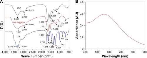 Figure 2 FT-IR (A) and UV-visible NIR absorption spectra (B) of GA-Fe@BSA NPs.Abbreviations: FT-IR, Fourier-transform infrared; UV, ultraviolet; NIR, near-IR; GA, gallic acid; NPs, nanoparticles.