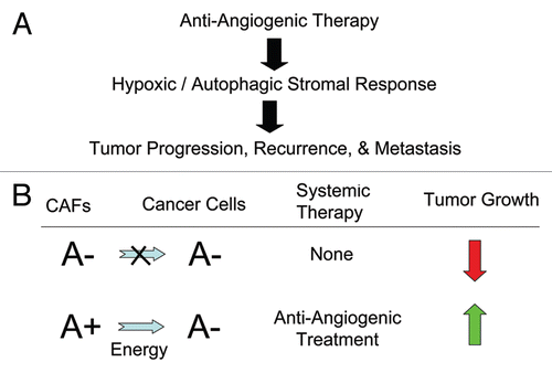 Figure 5 Understanding how anti-angiogenic therapy increases tumor progression, recurrence and metastasis via hypoxia in the tumor stroma. (A) Flow diagram summarizing how anti-angiogenic therapy drives a hypoxic/autophagic response in the tumor stromal micro-environment, which experimentally leads to tumor progression, recurrence and metastasis. This view is also supported by the lack of efficacy of anti-angiogenesis inhibitors in a variety of clinical trials in humans. (B) Converting a non-aggressive tumor to a “lethal” tumor via anti-angiogenic therapy. We have shown that autophagy in the tumor stroma fuels the anabolic growth of cancer cells and tumor progression. Thus, a non-aggressive tumor would lack stromal autophagy. This premise is supported by the use of stromal Cav-1 as a biomarker of autophagy. High stromal Cav-1 would be predictive of an absence of stromal autophagy and good clinical outcome. Conversely, low or absent stromal Cav-1 would be predictive of a high rate of stromal autophagy and poor clinical outcome. This is what we observed experimentally in our pre-clinical models and in our translational biomarker studies. Based on our model of “Battery-Operated Tumor Growth,” anti-angiogenic therapy would induce hypoxia and autophagy in the tumor stromal micro-enviroment, promoting net energy transfer and tumor progression and leading to a “lethal” tumor phenotype.